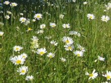 Wald,Feld & Wiese