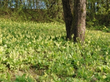 Schlüßelblumen Wiese