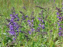 Sommerwiese mit Wiesensalbei