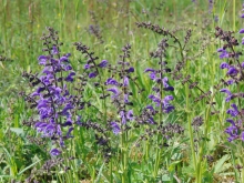 Sommerwiese mit Wiesensalbei