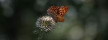 Argynnis paphia 3840x1440