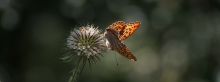 Edelfalter Argynnis paphia-3840x1440