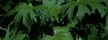 Blaue Libelle im grünen Urwald-3840x1440