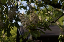 Kastanienblüte im Biergarten