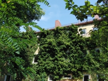 Grünes Abrisshaus