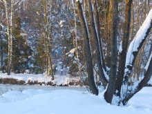 Baumstämme in Schneelandschaft