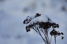 Samen im Winterschlaf