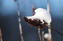 Samenkapseln unter Schneehäubchen