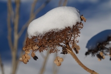 Schneekappe