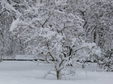 Verschneiter Baum