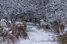 Westparkdschungel im Winter