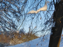 Zweige mit Schnee