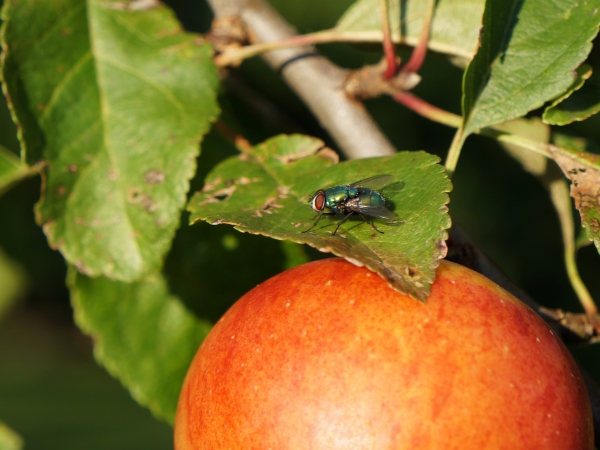 Fliege auf Apfelbaumblatt