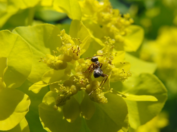 Ameise auf gelber Blüte 1